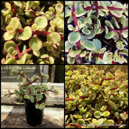 Tricolor Rainbow Elephant Bush x 1 Variegated Dwarf Jade Succulents Plants Shrubs Rockery Pots Indoors Outdoor Bonsai Portulacaria afra variegata